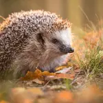 Hedgehogs in Literature: 7 Must-Read Tales Featuring Our Favorite Spikey Heroes