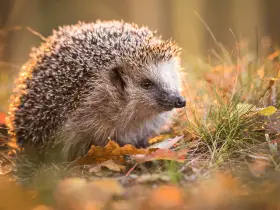 Hedgehogs in Literature: 7 Must-Read Tales Featuring Our Favorite Spikey Heroes 54 Hedgehogs in Literature: 7 Must-Read Tales Featuring Our Favorite Spikey Heroes