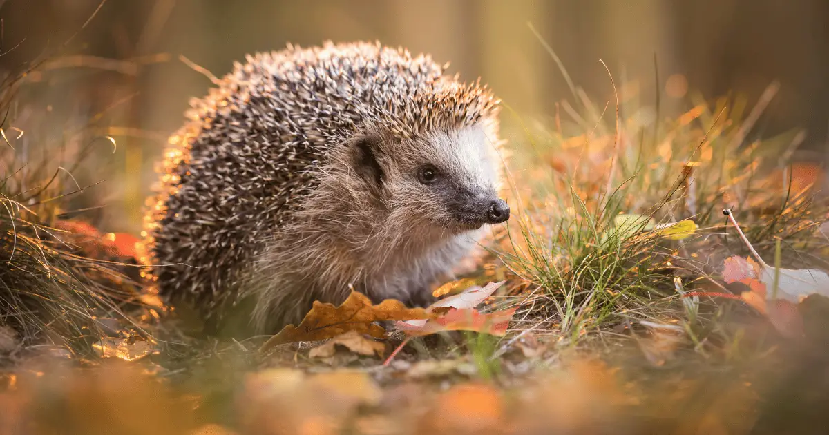 Hedgehogs in Literature: 7 Must-Read Tales Featuring Our Favorite Spikey Heroes 25 Hedgehogs in Literature: 7 Must-Read Tales Featuring Our Favorite Spikey Heroes