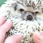 Proven Techniques to Bond With Your New Hedgehog