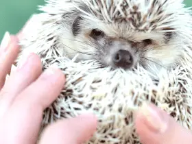 5 Proven Techniques to Bond With Your New Hedgehog 57 Proven Techniques to Bond With Your New Hedgehog