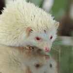 A Step-by-Step Guide to Bathing Your Hedgehog