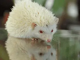 A Step-by-Step Guide to Bathing Your Hedgehog