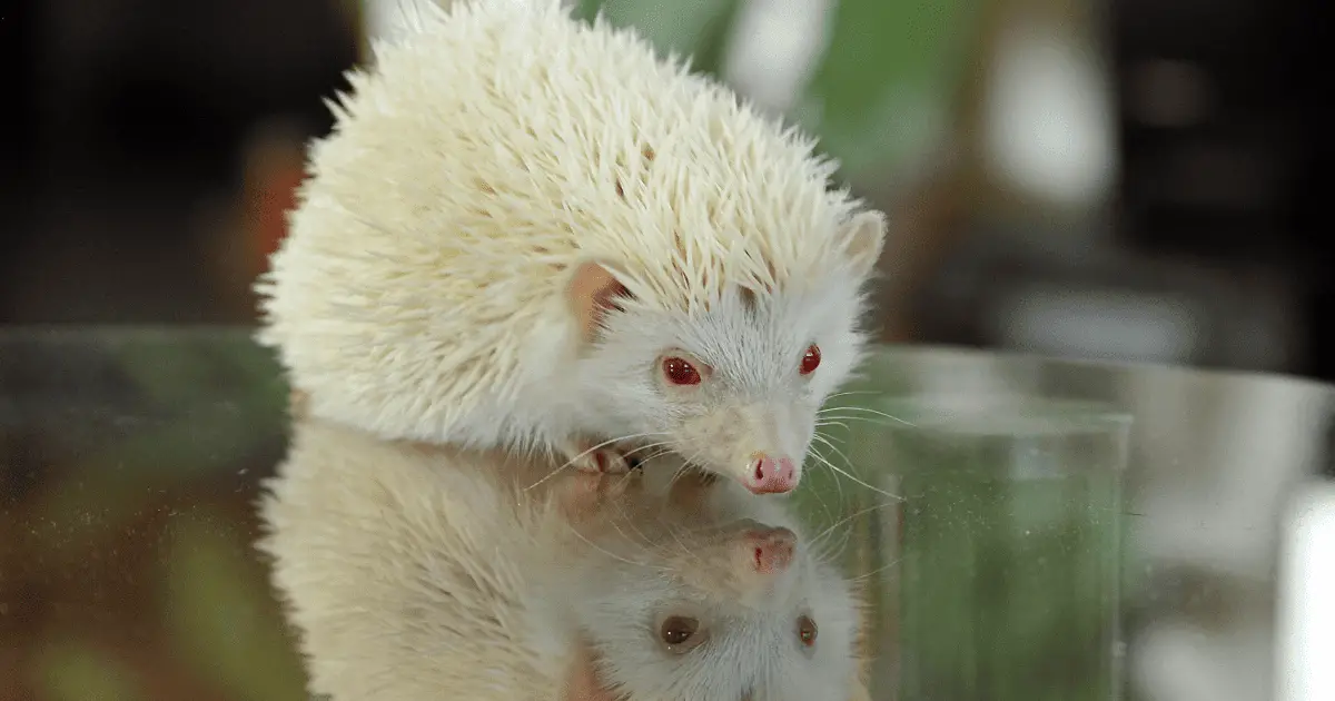 A Step-by-Step Guide to Bathing Your Hedgehog 25 A Step-by-Step Guide to Bathing Your Hedgehog