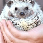 What Age Is Best to Adopt a Hedgehog