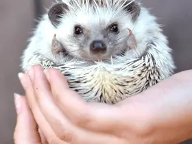 What Age Is Best to Adopt a Hedgehog 45 What Age Is Best to Adopt a Hedgehog