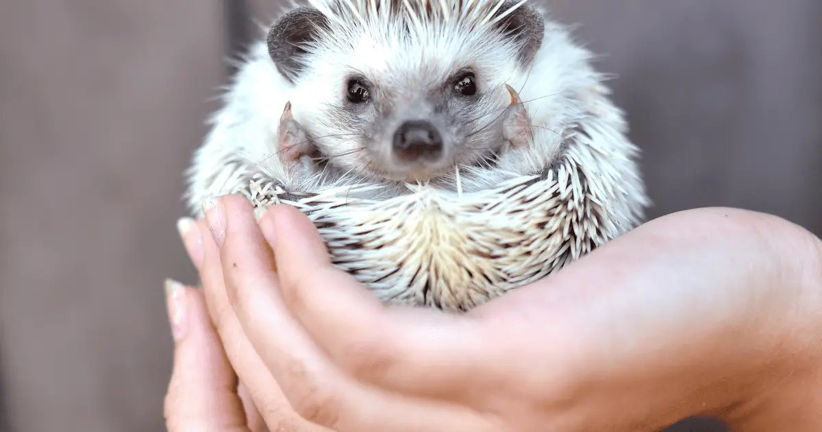 What Age Is Best to Adopt a Hedgehog