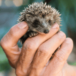 Organic Diet for Hedgehogs: Is It Worth It?