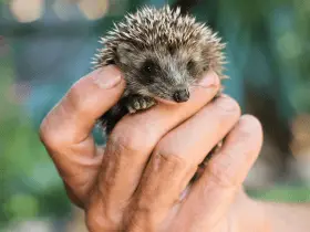 Organic Diet for Hedgehogs: Is It Worth It? 57 Organic Diet for Hedgehogs: Is It Worth It?