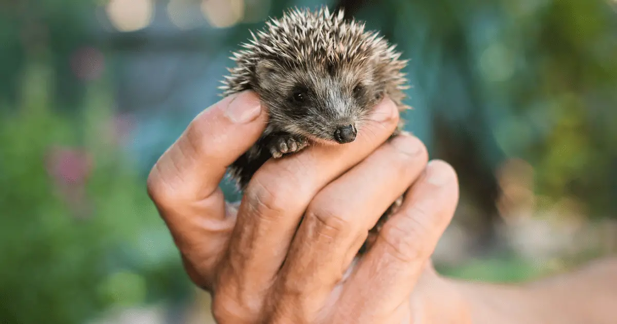 Organic Diet for Hedgehogs: Is It Worth It? 25 Organic Diet for Hedgehogs: Is It Worth It?