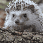 10 Surprising Hedgehog Facts You Probably Didn’t Know