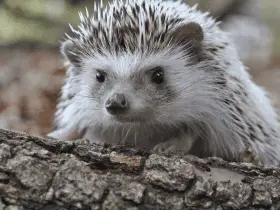 10 Surprising Hedgehog Facts You Probably Didn't Know 48 10 Surprising Hedgehog Facts You Probably Didn’t Know