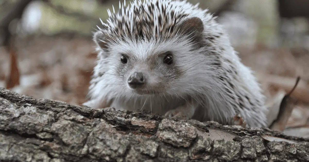 10 Surprising Hedgehog Facts You Probably Didn't Know 25 10 Surprising Hedgehog Facts You Probably Didn’t Know