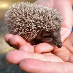 Foodie Delight: 15 Adorable Hedgehog Names Inspired by Food