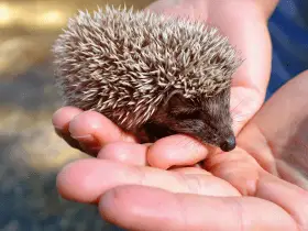 Foodie Delight: 15 Adorable Hedgehog Names Inspired by Food
