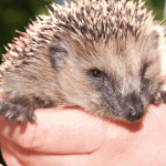 Choosing the Best Hedgehog Shampoo: What to Look For