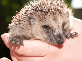 Choosing the Best Hedgehog Shampoo: What to Look For