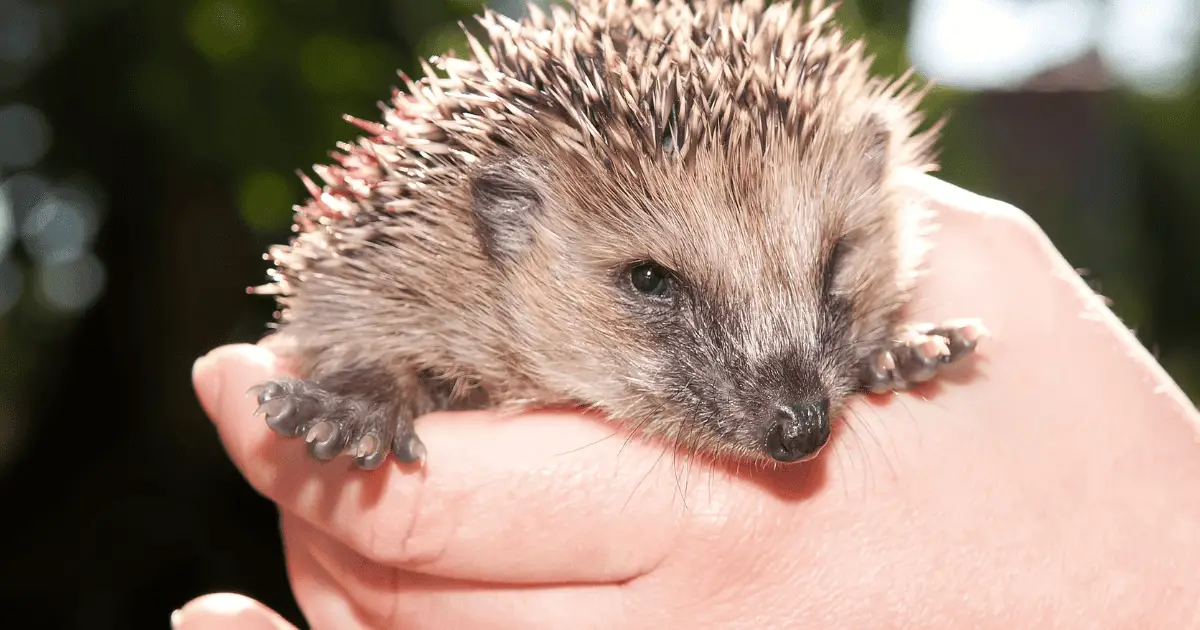 Choosing the Best Hedgehog Shampoo: What to Look For 25 Choosing the Best Hedgehog Shampoo: What to Look For