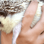 Tips for a Smooth Transition When Bringing a Hedgehog Home