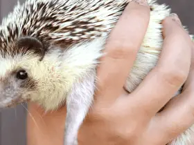 Tips for a Smooth Transition When Bringing a Hedgehog Home