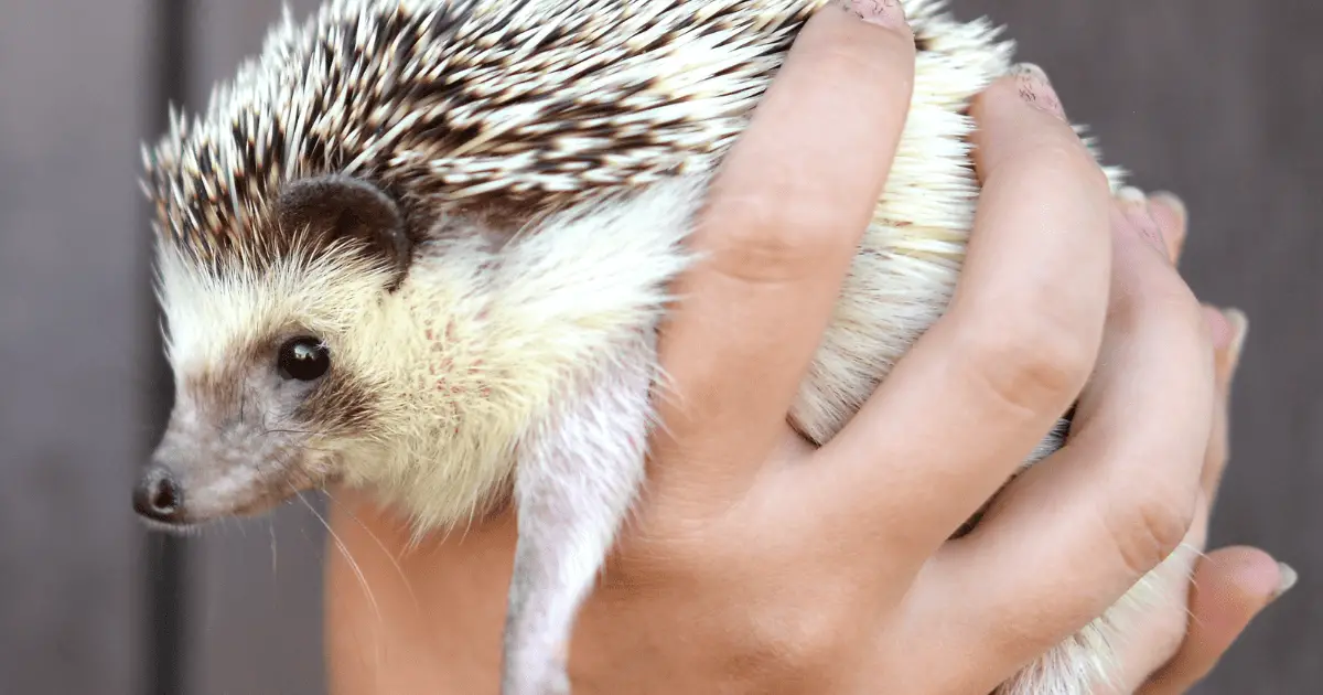 Tips for a Smooth Transition When Bringing a Hedgehog Home 25 Tips for a Smooth Transition When Bringing a Hedgehog Home