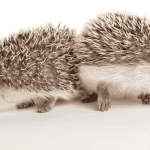 10 Mystical Names for Hedgehogs Inspired by Mythology