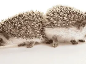 10 Mystical Names for Hedgehogs Inspired by Mythology