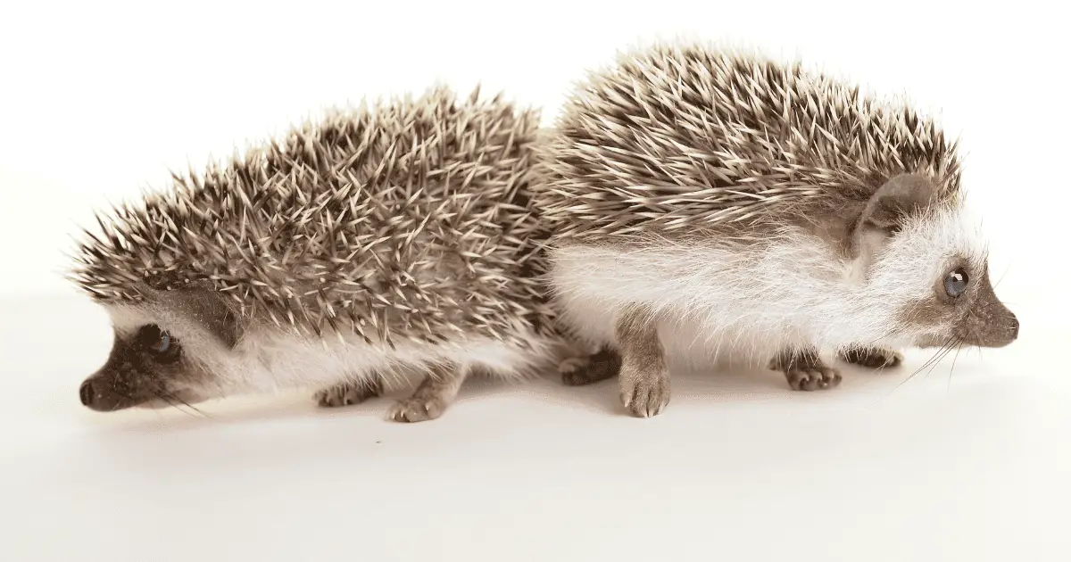 10 Mystical Names for Hedgehogs Inspired by Mythology 25 10 Mystical Names for Hedgehogs Inspired by Mythology