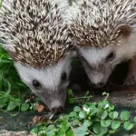 Top 5 Foods Every Hedgehog Should Eat
