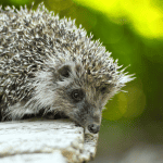The Best Time to Play With Your Hedgehog