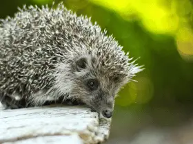 The Best Time to Play With Your Hedgehog