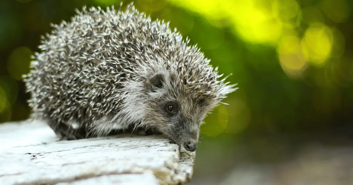 The Best Time to Play With Your Hedgehog