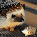 From Stardust to Moonbeam: 15 Celestial Names for Your Hedgehog