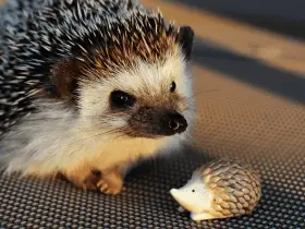 From Stardust to Moonbeam: 15 Celestial Names for Your Hedgehog