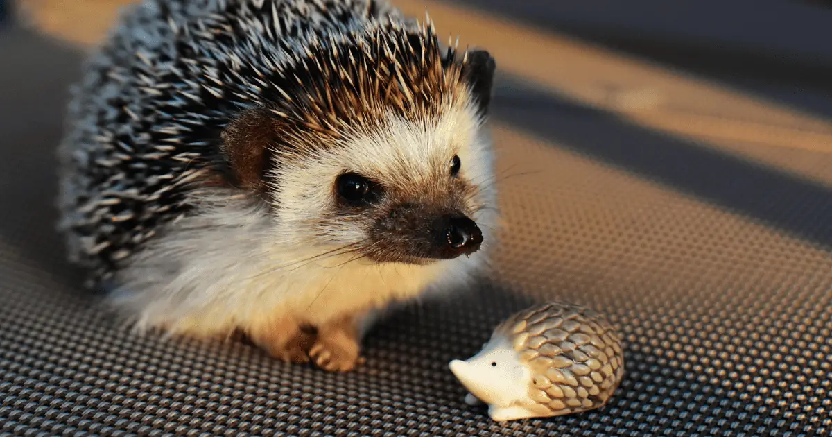 From Stardust to Moonbeam: 15 Celestial Names for Your Hedgehog 25 From Stardust to Moonbeam: 15 Celestial Names for Your Hedgehog