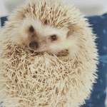 Five Mind-Blowing Facts About Hedgehogs You Didn’t Know