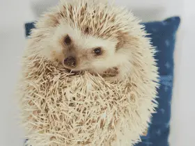 Five Mind-Blowing Facts About Hedgehogs You Didn't Know 78 Five Mind-Blowing Facts About Hedgehogs You Didn’t Know