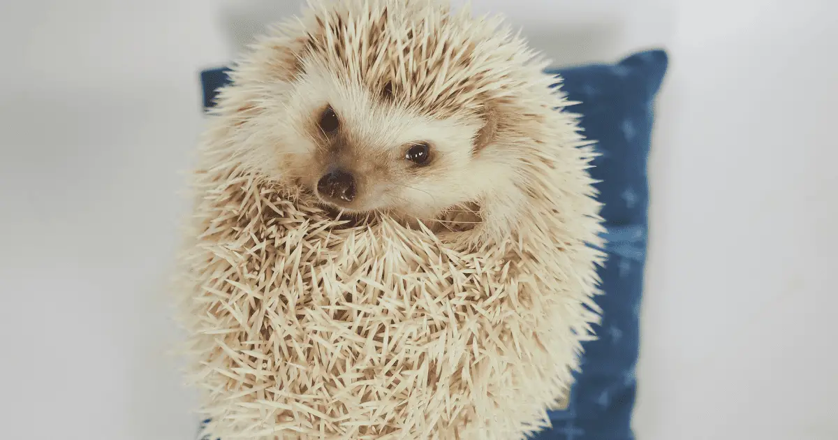 Five Mind-Blowing Facts About Hedgehogs You Didn't Know 25 Five Mind-Blowing Facts About Hedgehogs You Didn’t Know