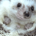 DIY Hedgehog Cages: How to Build a Safe Home