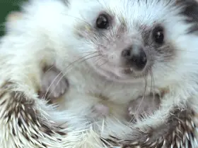 DIY Hedgehog Cages: How to Build a Safe Home