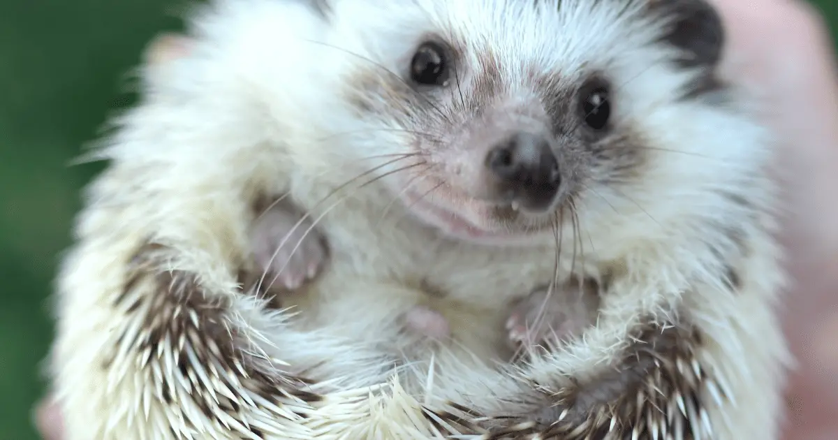 DIY Hedgehog Cages: How to Build a Safe Home 25 DIY Hedgehog Cages: How to Build a Safe Home