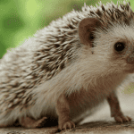 15 Questions to Ask Before Choosing a Vet for Your Hedgehog