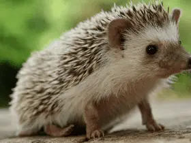 15 Questions to Ask Before Choosing a Vet for Your Hedgehog 66 15 Questions to Ask Before Choosing a Vet for Your Hedgehog