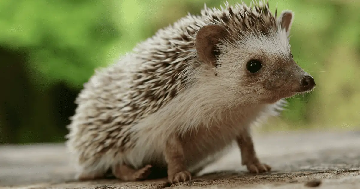 15 Questions to Ask Before Choosing a Vet for Your Hedgehog 25 15 Questions to Ask Before Choosing a Vet for Your Hedgehog