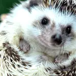 Common Hedgehog Adoption Misconceptions Debunked