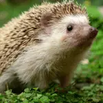 Why Hedgehogs Make Unique Pets: Breaking the Stereotypes