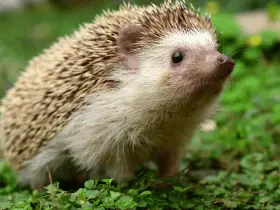 Why Hedgehogs Make Unique Pets: Breaking the Stereotypes