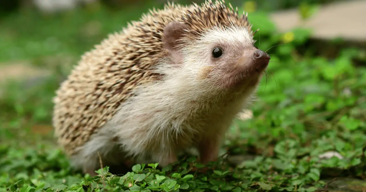 Why Hedgehogs Make Unique Pets: Breaking the Stereotypes