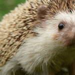 Must-Have Items for Every Hedgehog Owner