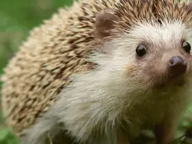 The Ultimate Checklist: 15 Must-Have Items for Every Hedgehog Owner 63 Must-Have Items for Every Hedgehog Owner